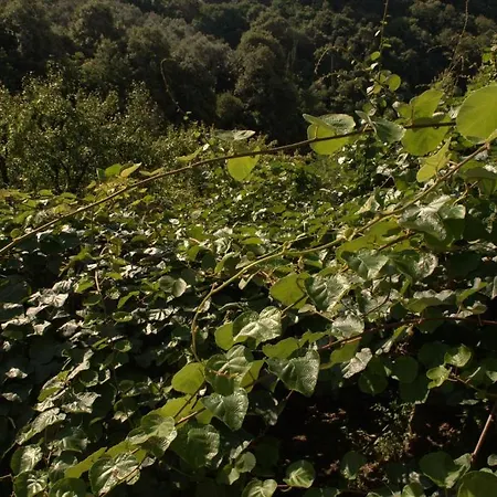 Apartament Oasis Chorefton