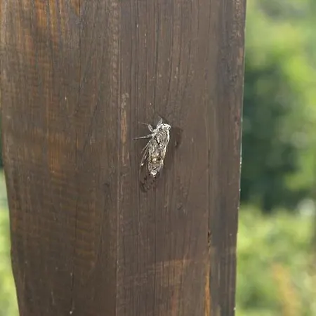 Oasis Apartament Chorefton